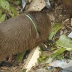 GCM e veterinário do Parque Estoril resgatam capivara com anel de plástico em São Bernardo