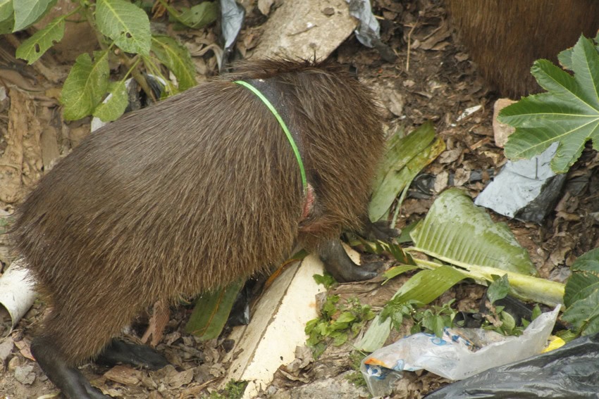 GCM e veterinário do Parque Estoril resgatam capivara com anel de plástico em São Bernardo