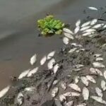peixes mortos