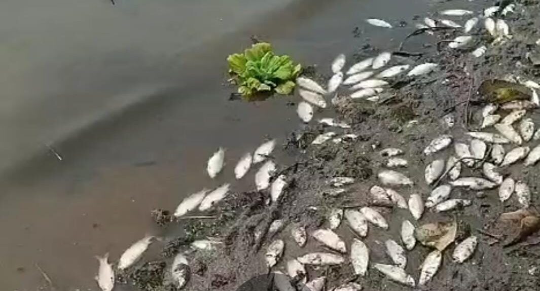 peixes mortos