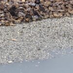 peixes mortos na Billings