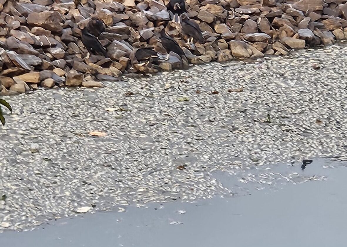 peixes mortos na Billings