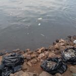 peixes mortos na represa Billings