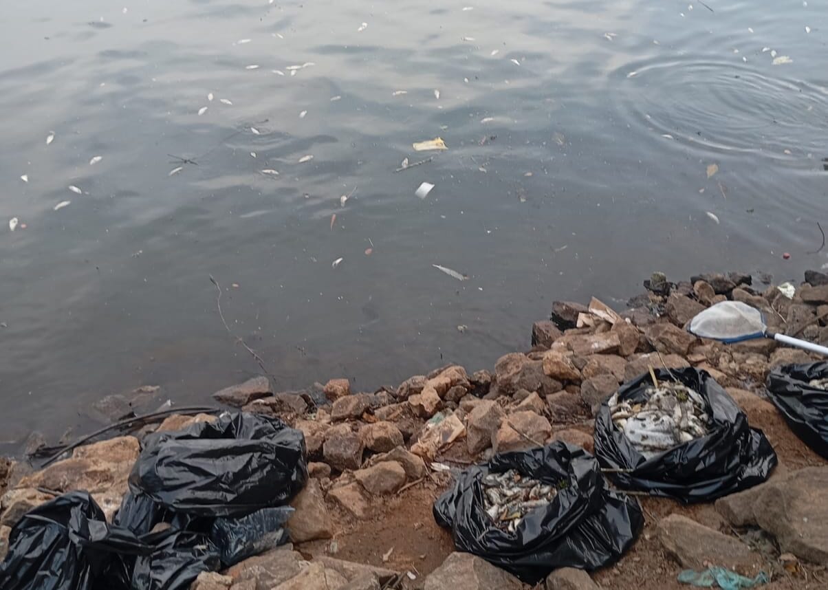 peixes mortos na represa Billings