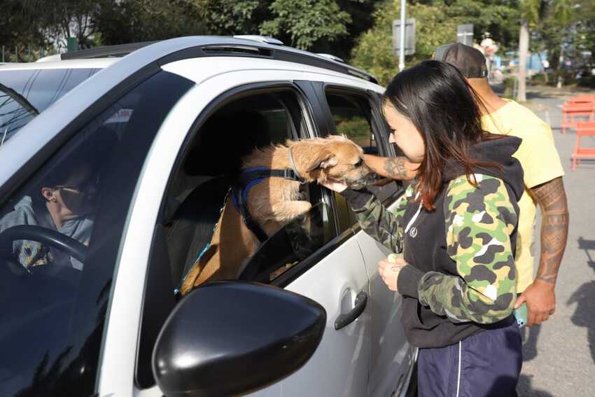 Cachorro no carro