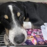 Homem agride cachorro de rua com taco de beisebol e ativistas querem punição