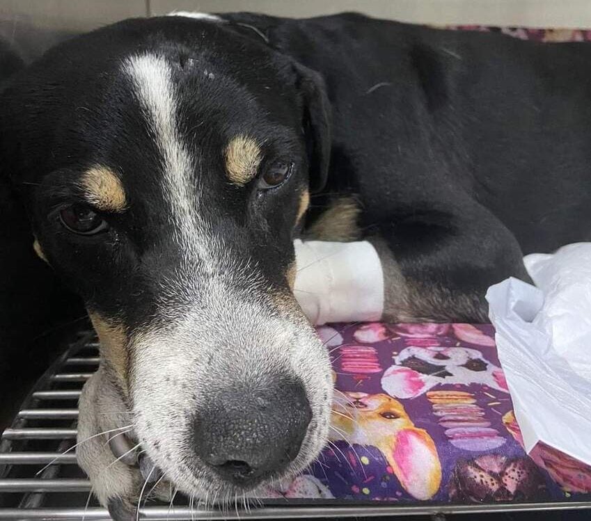Homem agride cachorro de rua com taco de beisebol e ativistas querem punição