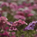 Primavera- flores