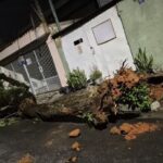 queda de árvore em São Bernardo
