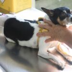 Diadema terá vacinação antirrábica na próxima semana