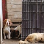 animais resgatados em Ribeirão Pires