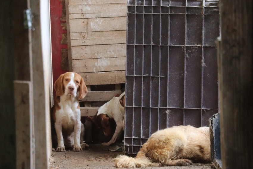 animais resgatados em Ribeirão Pires