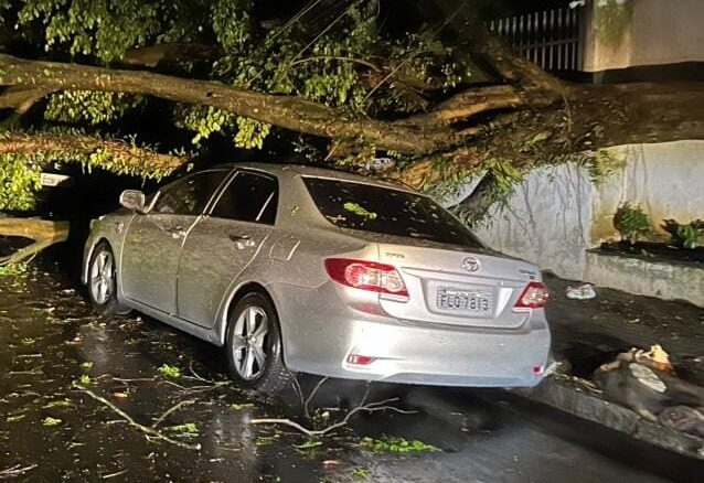 árvore caída em São Bernardo