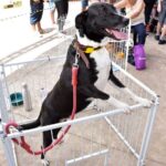 Feira disponibiliza 169 animais para adoção em Santo André