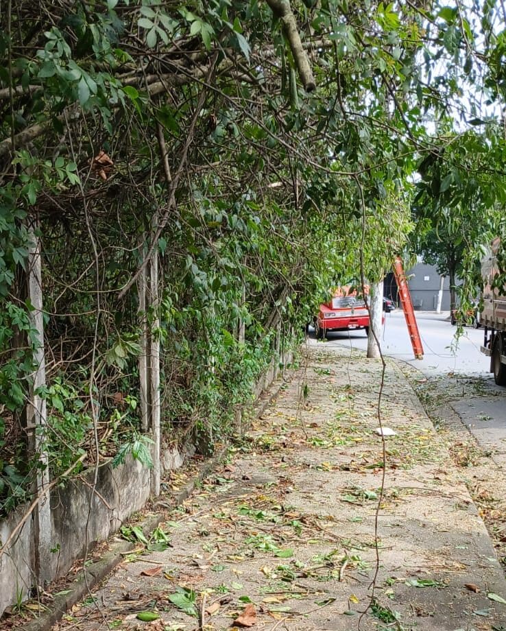 galhos recolhidos