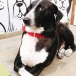 cão