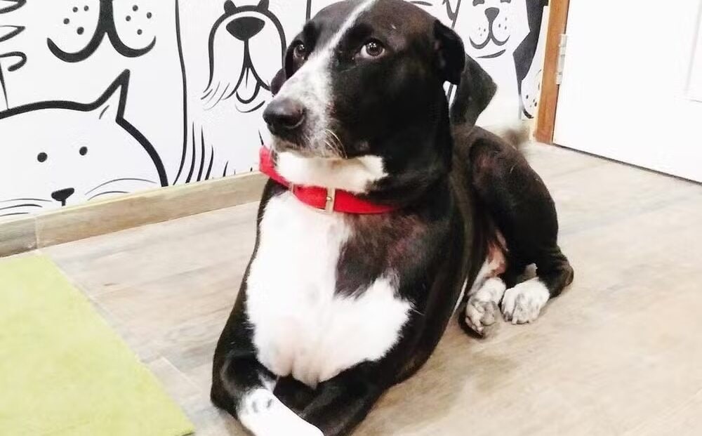 cão