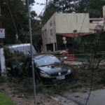 árvore caída em são bernardo