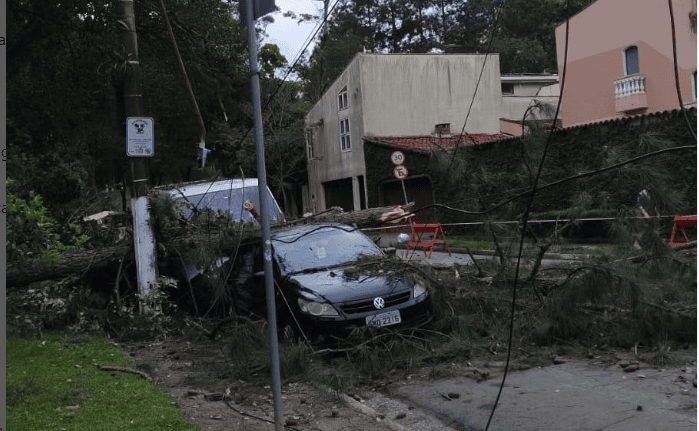 árvore caída em são bernardo