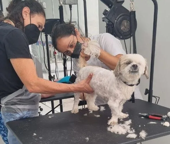 cachorro no pet