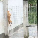 cachorrinha 'fujona'