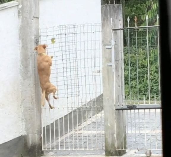 cachorrinha 'fujona'