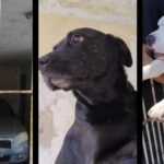 cães tirados do tutor