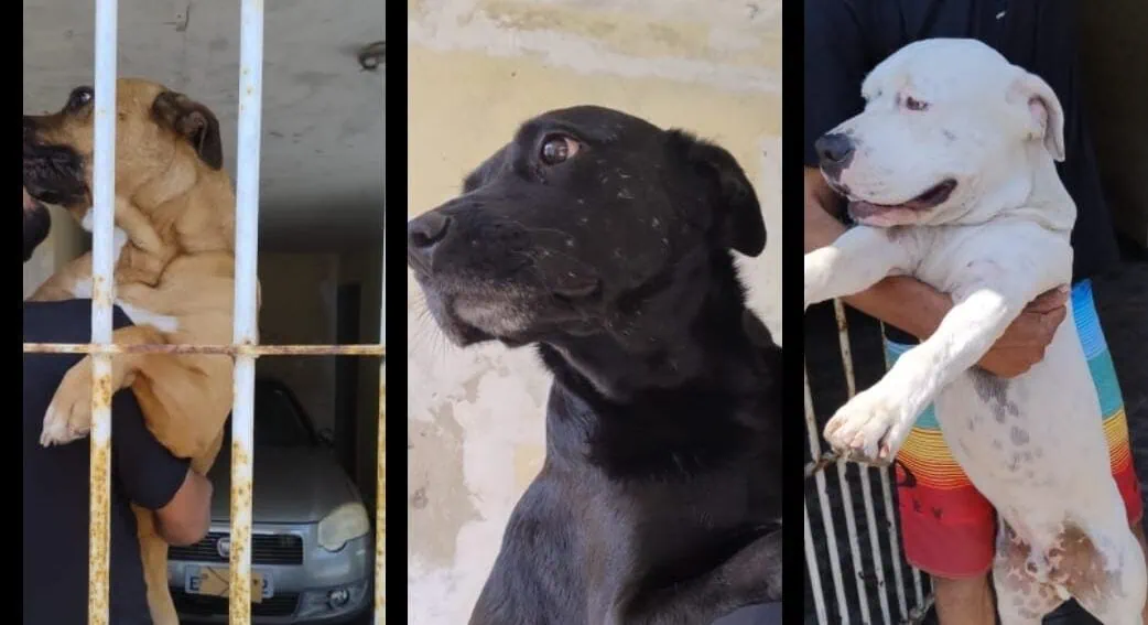cães tirados do tutor