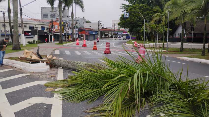 coqueiro no chão