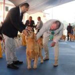 cachorro raça pura