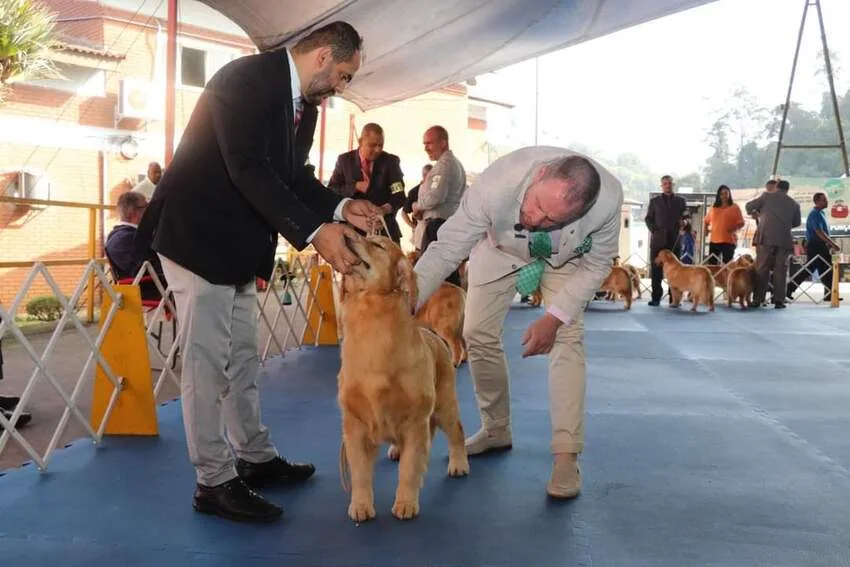 cachorro raça pura