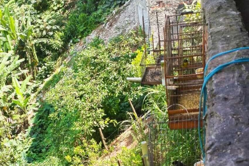 CM Ambiental de São Bernardo Resgata 61 aves no Areião; multa totaliza R$ 117 mil