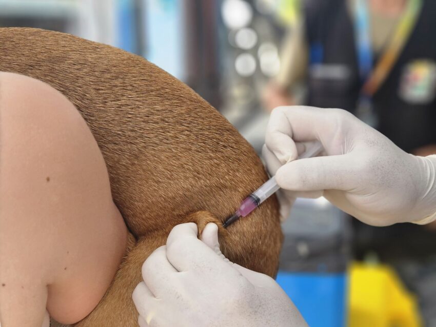 Prefeitura de Ribeirão Pires promove vacinação antirrábica para cães e gatos neste sábado