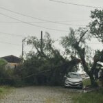 queda de árvore em Ribeirão Pires