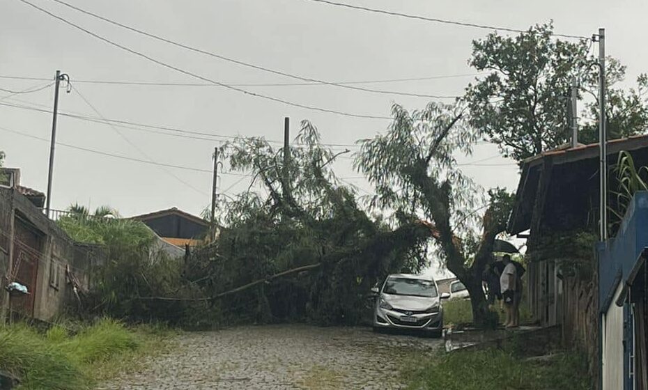 queda de árvore em Ribeirão Pires