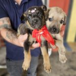 Feira de Adoção de Cães e Gatos de Ribeirão Pires leva 14 animais a novos lares