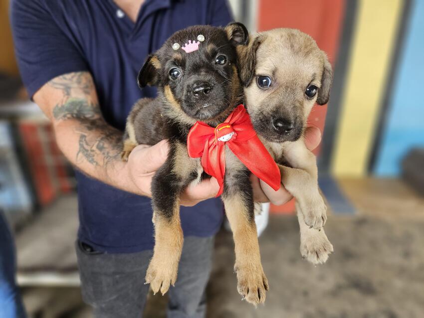 Feira de Adoção de Cães e Gatos de Ribeirão Pires leva 14 animais a novos lares
