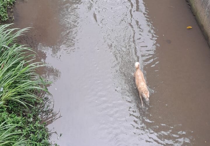 cachorro resgatado