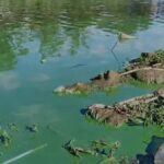 Líquido verde na Represa Billings procupa moradores de São Bernardo; CETESB verifica o caso