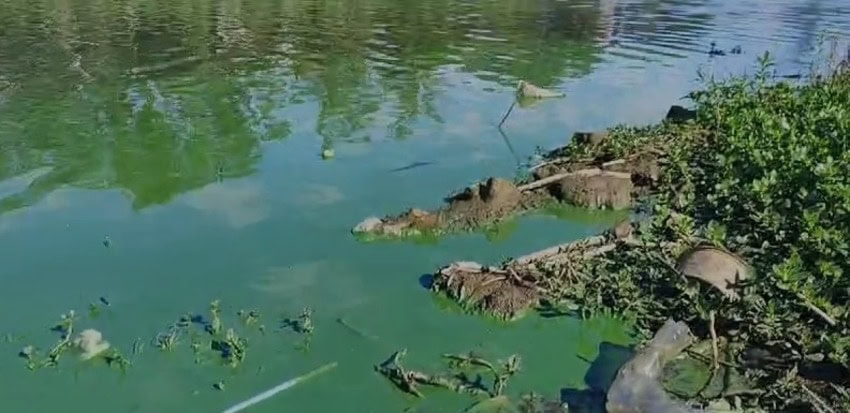 Líquido verde na Represa Billings procupa moradores de São Bernardo; CETESB verifica o caso