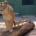 Quatro filhotes de leão nascem no Zoo São Paulo