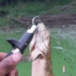 peixe na água verde