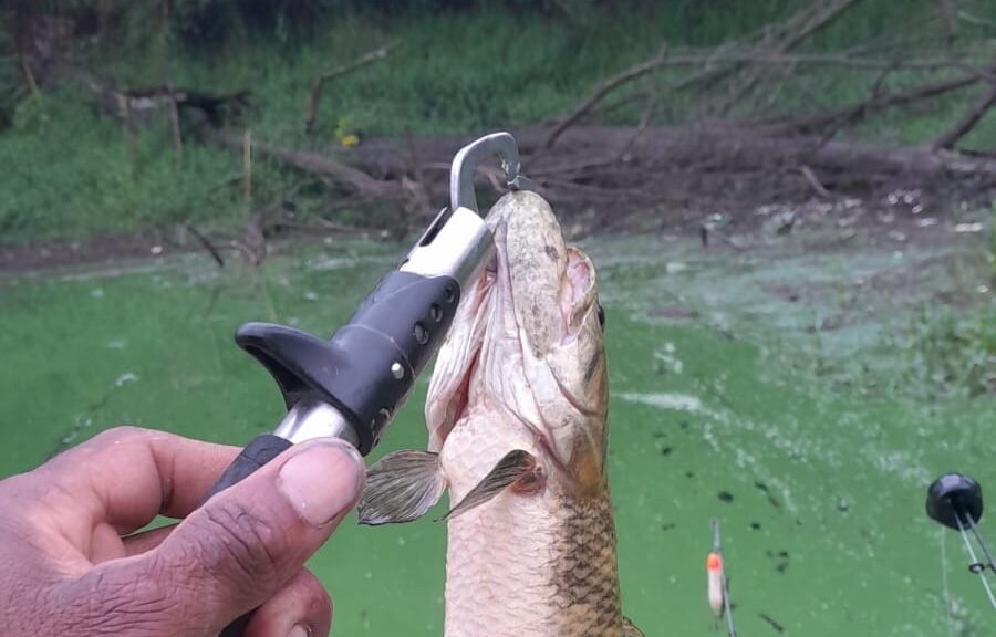 peixe na água verde
