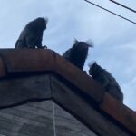 Saguis fazem visitas inusitadas e alegram moradores em São Bernardo