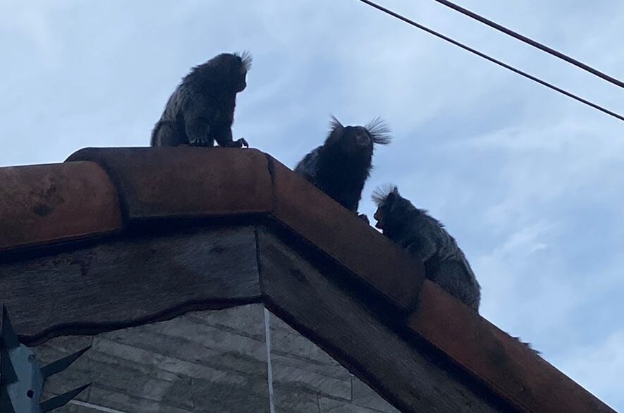 Saguis fazem visitas inusitadas e alegram moradores em São Bernardo