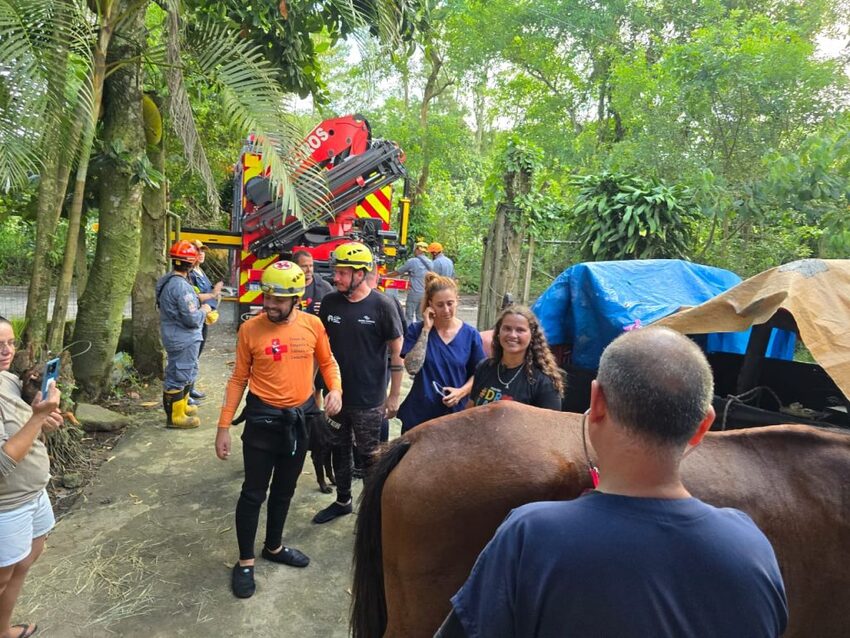 Cavalo estava em cima de uma casa no bairro Caraguava; resgate foi feito com ajuda de guindaste