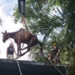 Cavalo Caramelo é regatado de laje em Peruíbe