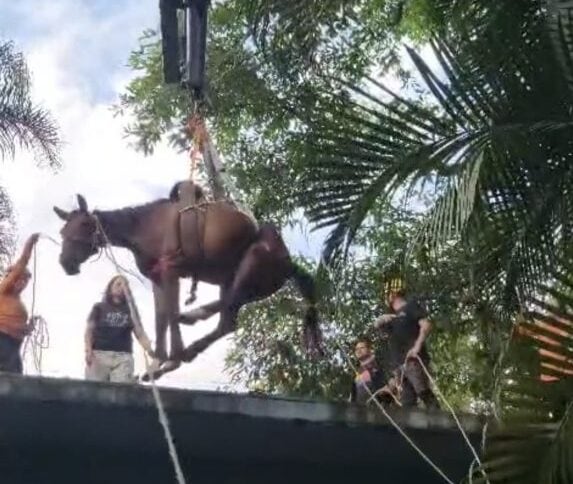 Cavalo Caramelo é regatado de laje em Peruíbe