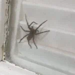Morador filma aranha-armadeira na Vila Vitória, em São Bernardo