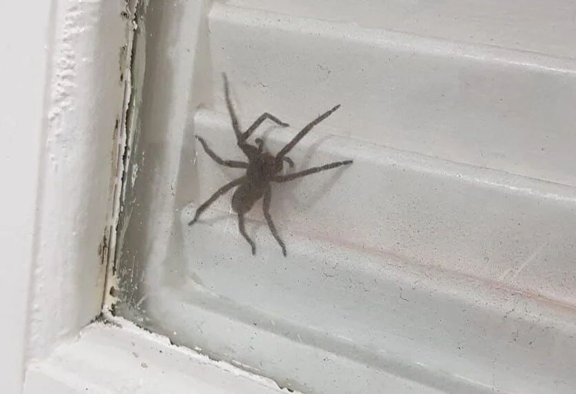 Morador filma aranha-armadeira na Vila Vitória, em São Bernardo